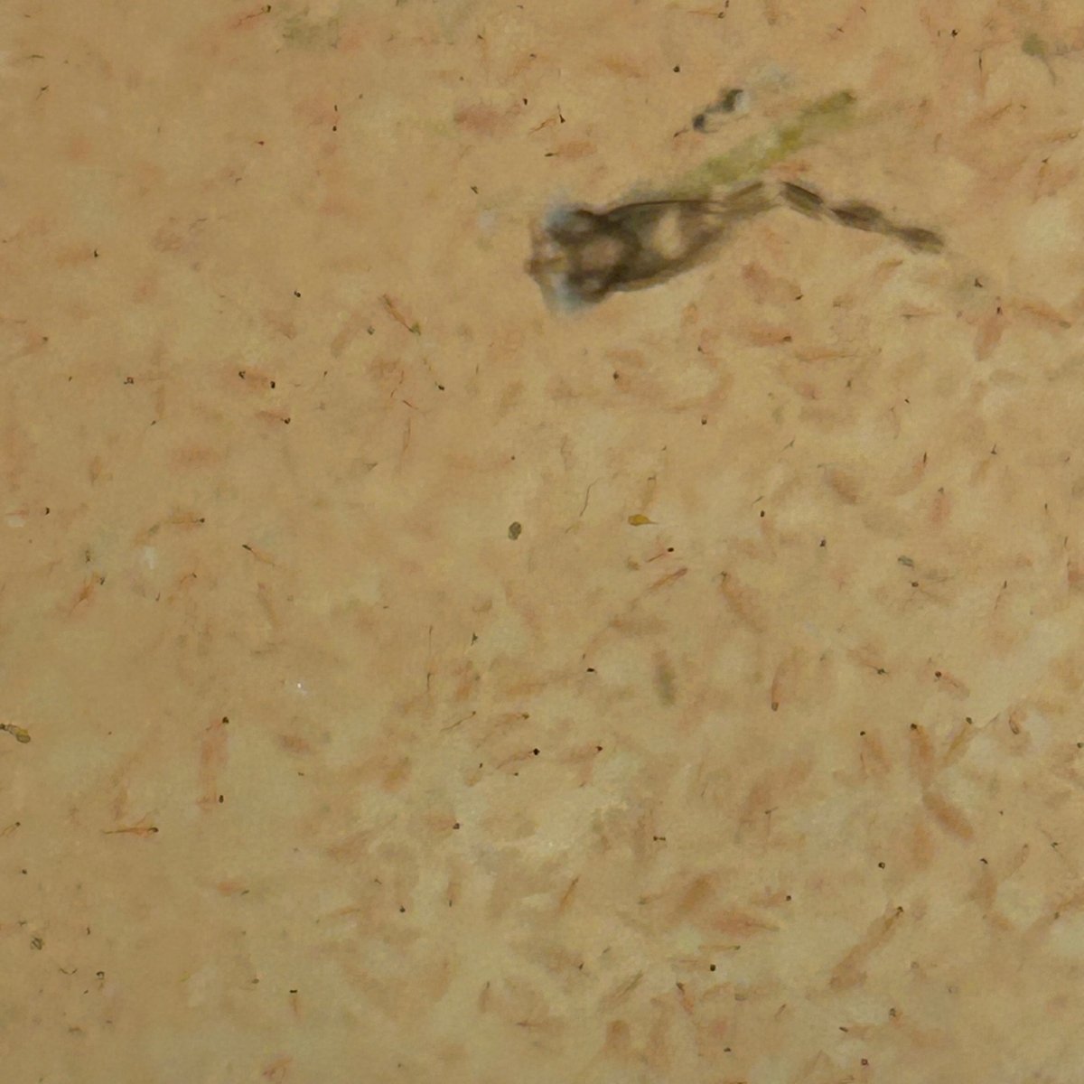 Live Moina Start Up Culture