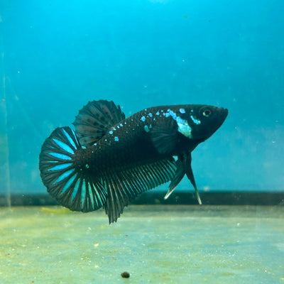 Mamba Blue Plakat - Male Betta N33