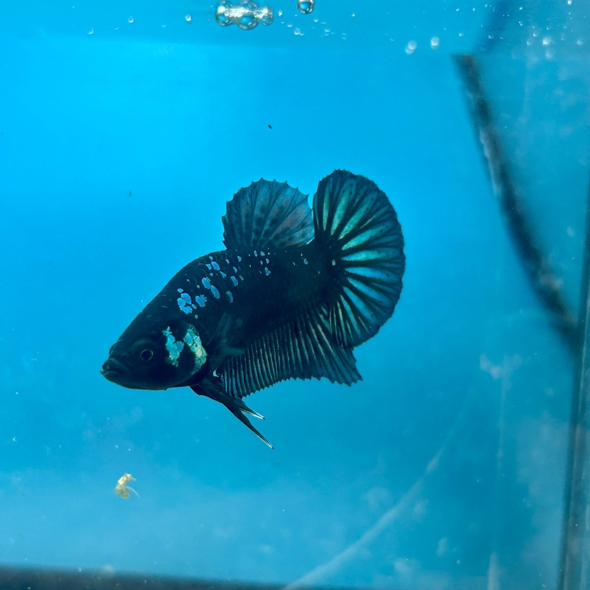 Mamba Blue Plakat - Male Betta N33
