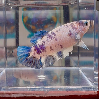 Marble Dot A131 Plakat - Female Betta