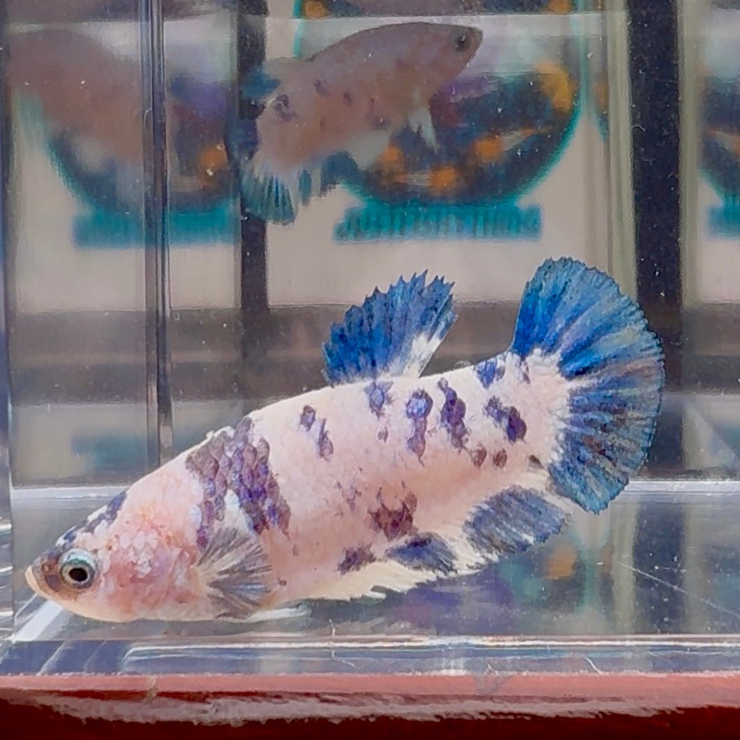 Marble Dot A131 Plakat - Female Betta