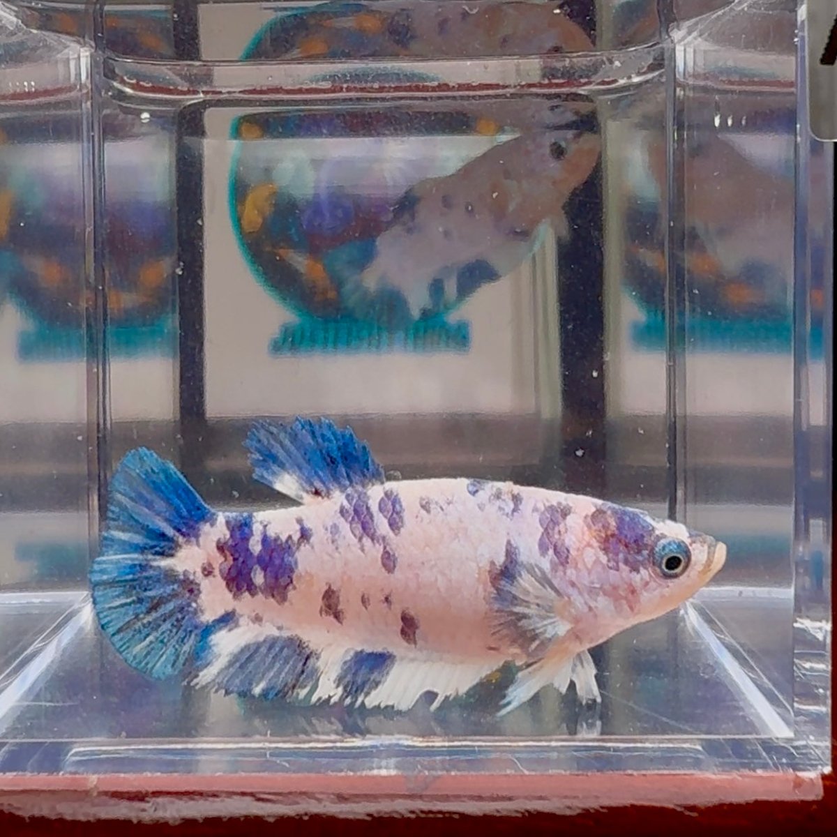 Marble Dot A131 Plakat - Female Betta