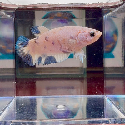 Marble Dot A96 Plakat - Female Betta