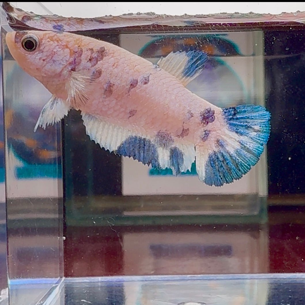 Marble Dot A96 Plakat - Female Betta