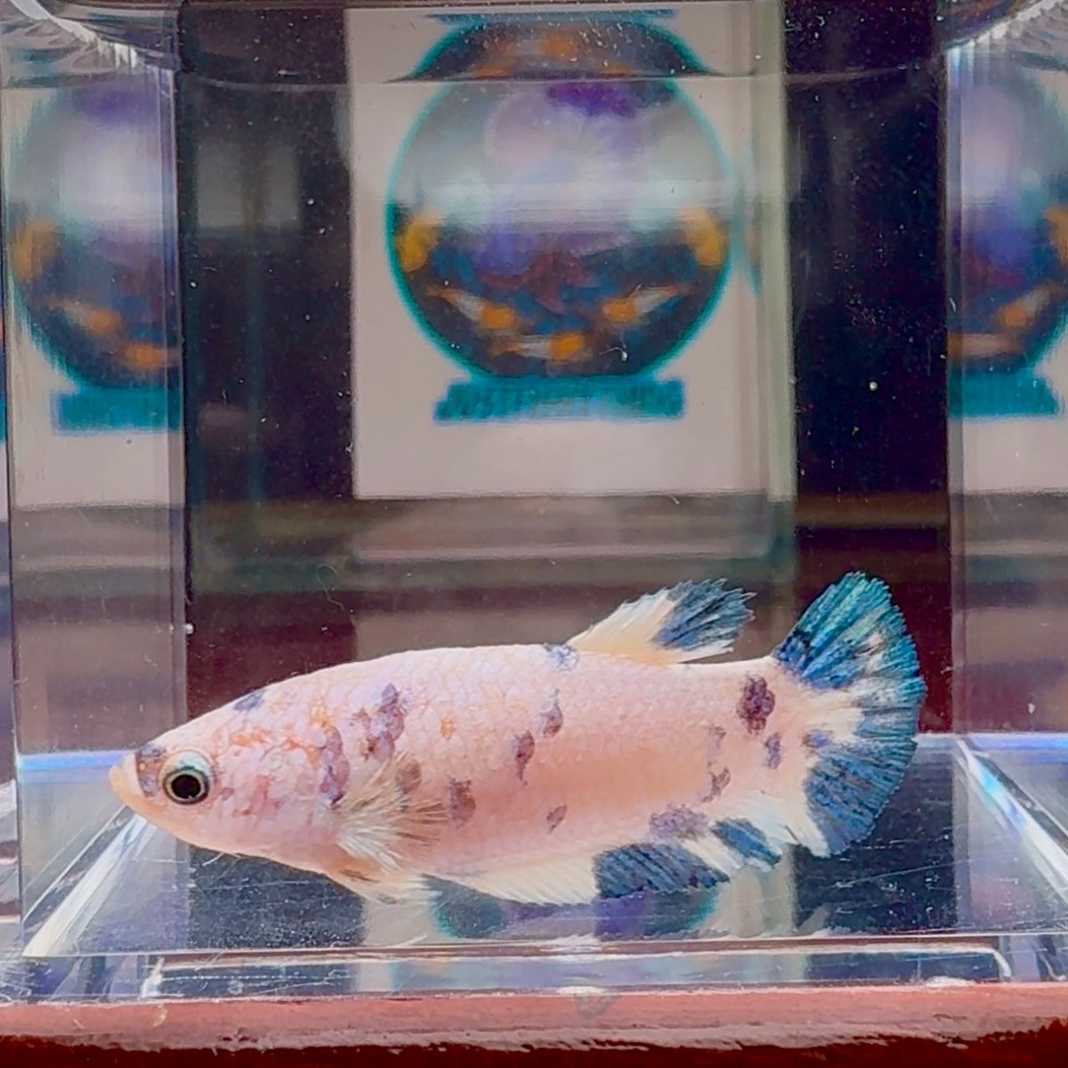 Marble Dot A96 Plakat - Female Betta
