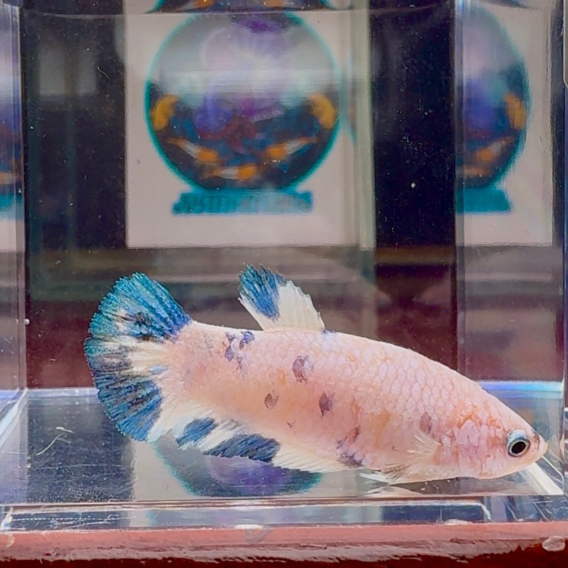 Marble Dot A96 Plakat - Female Betta