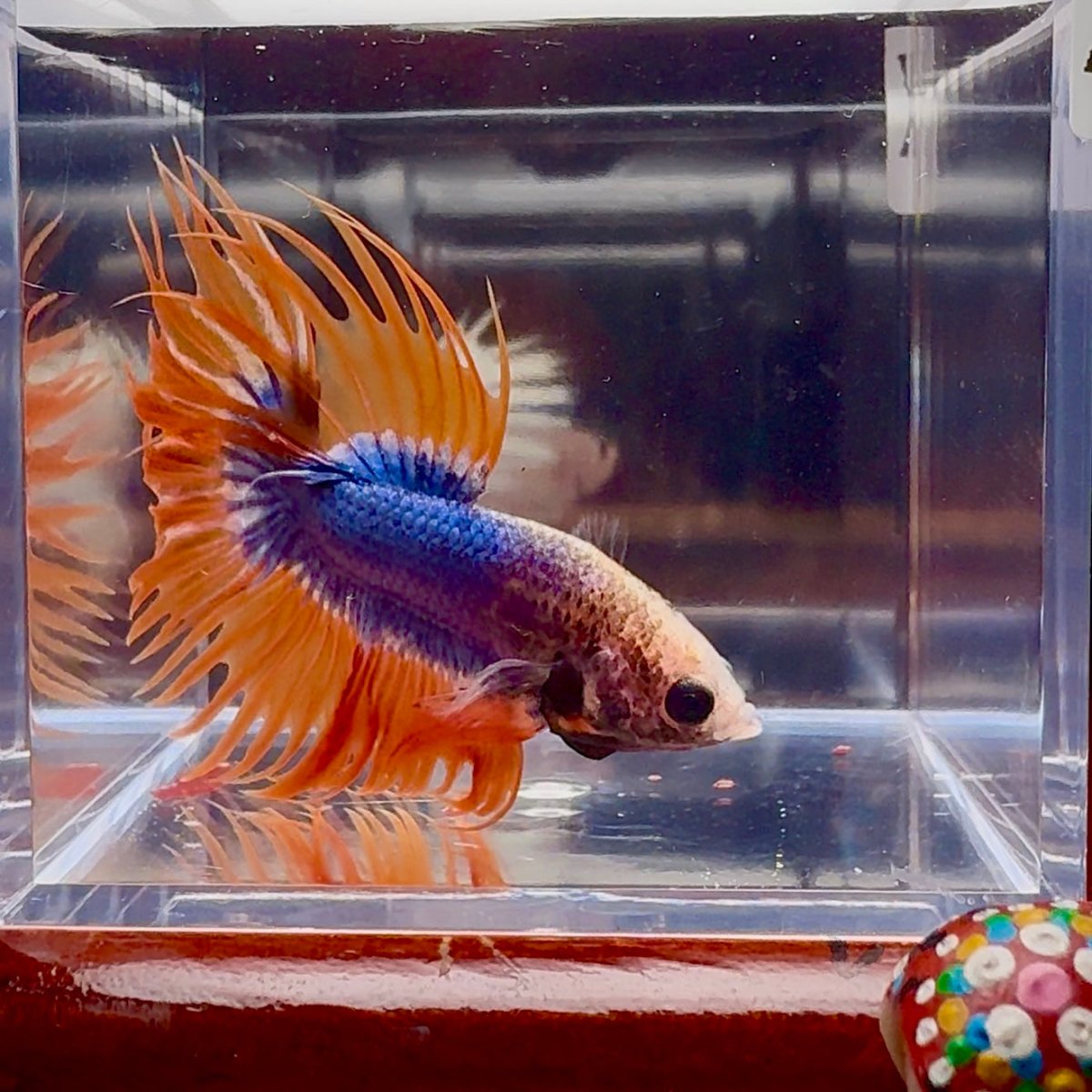 Mascot Orange Crowntail Halfmoon A109 - Male Betta