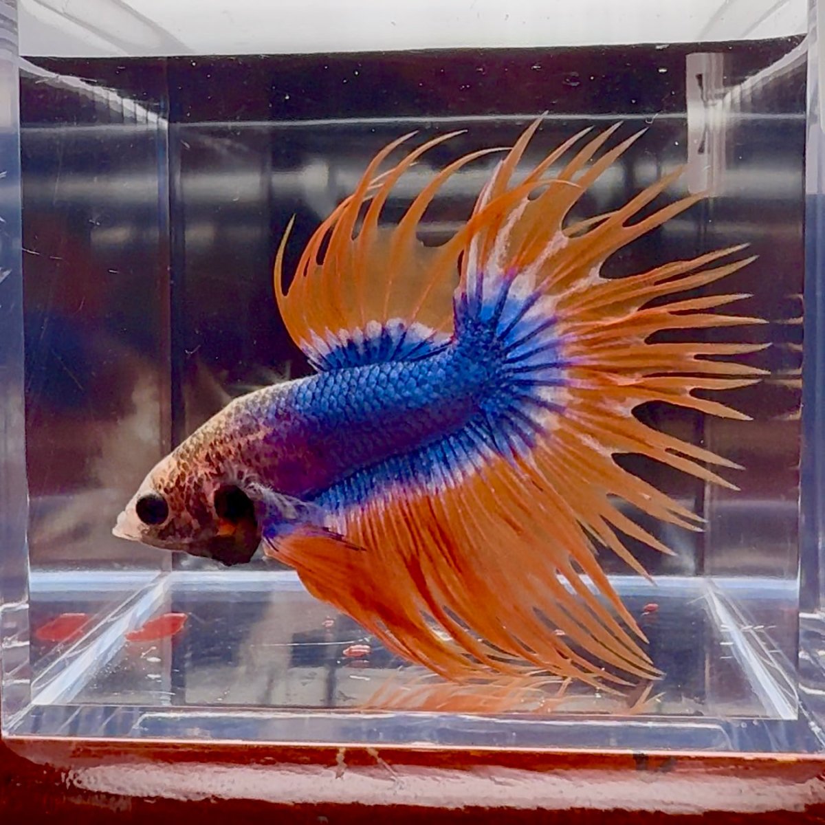 Mascot Orange Crowntail Halfmoon A109 - Male Betta