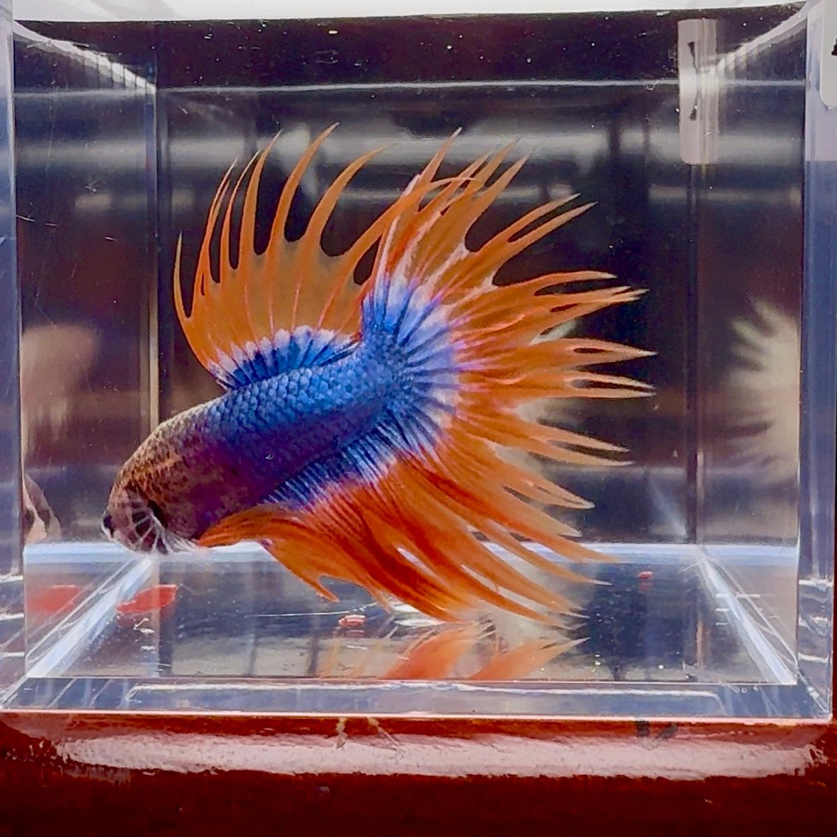 Mascot Orange Crowntail Halfmoon A109 - Male Betta