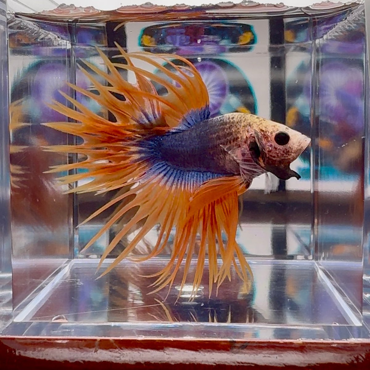 Mascot Orange Crowntail Halfmoon A110 - Male Betta
