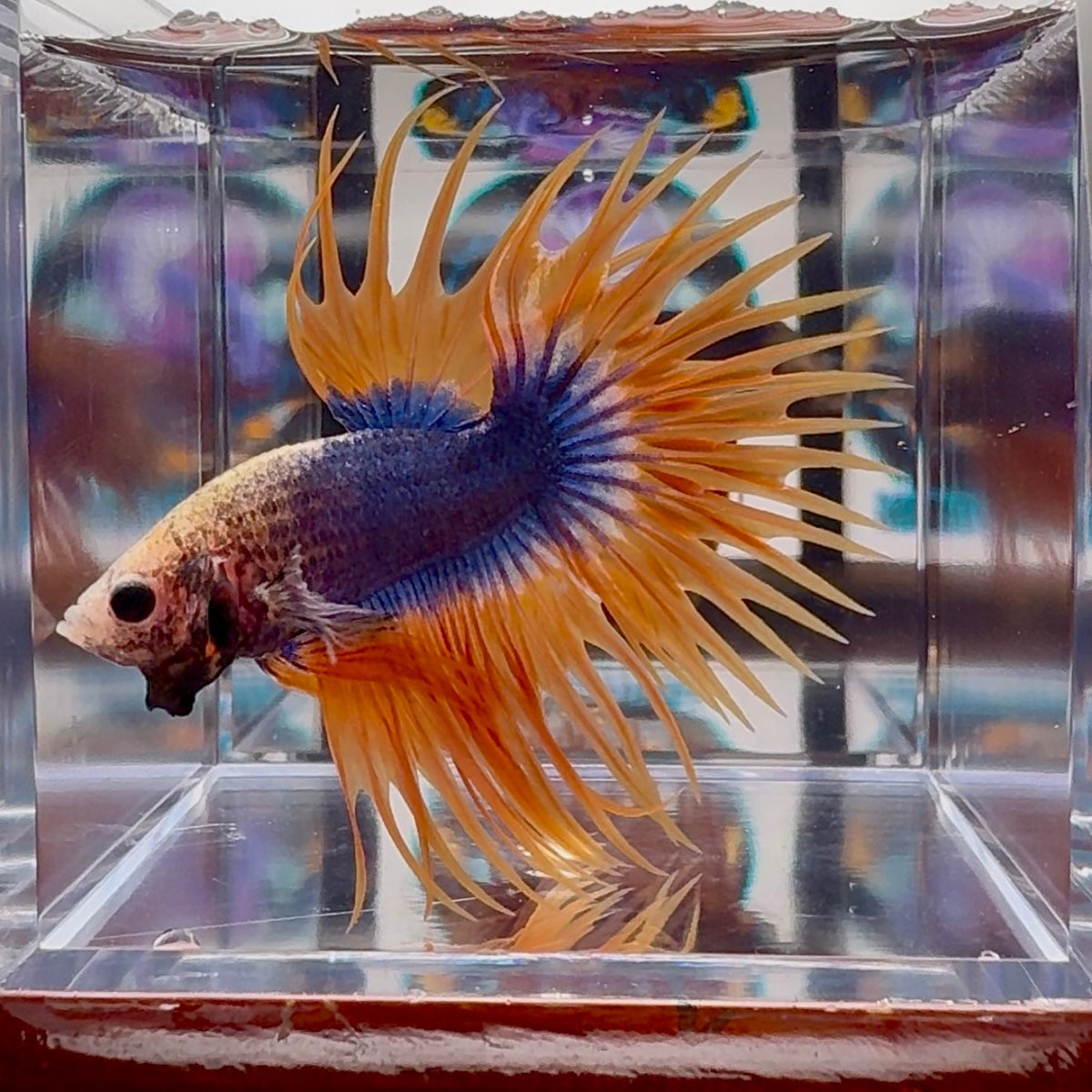 Mascot Orange Crowntail Halfmoon A110 - Male Betta