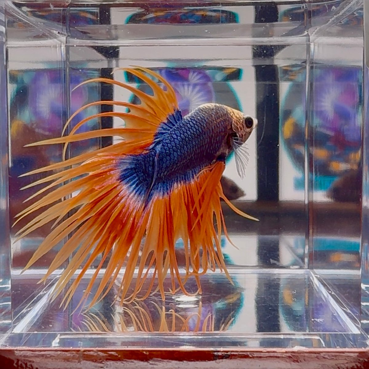 Mascot Orange Crowntail Halfmoon A144 - Male Betta