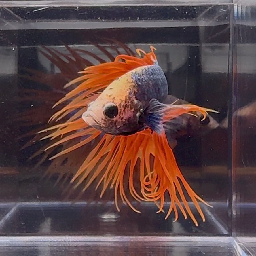 Mascot Orange Crowntail Halfmoon A144 - Male Betta