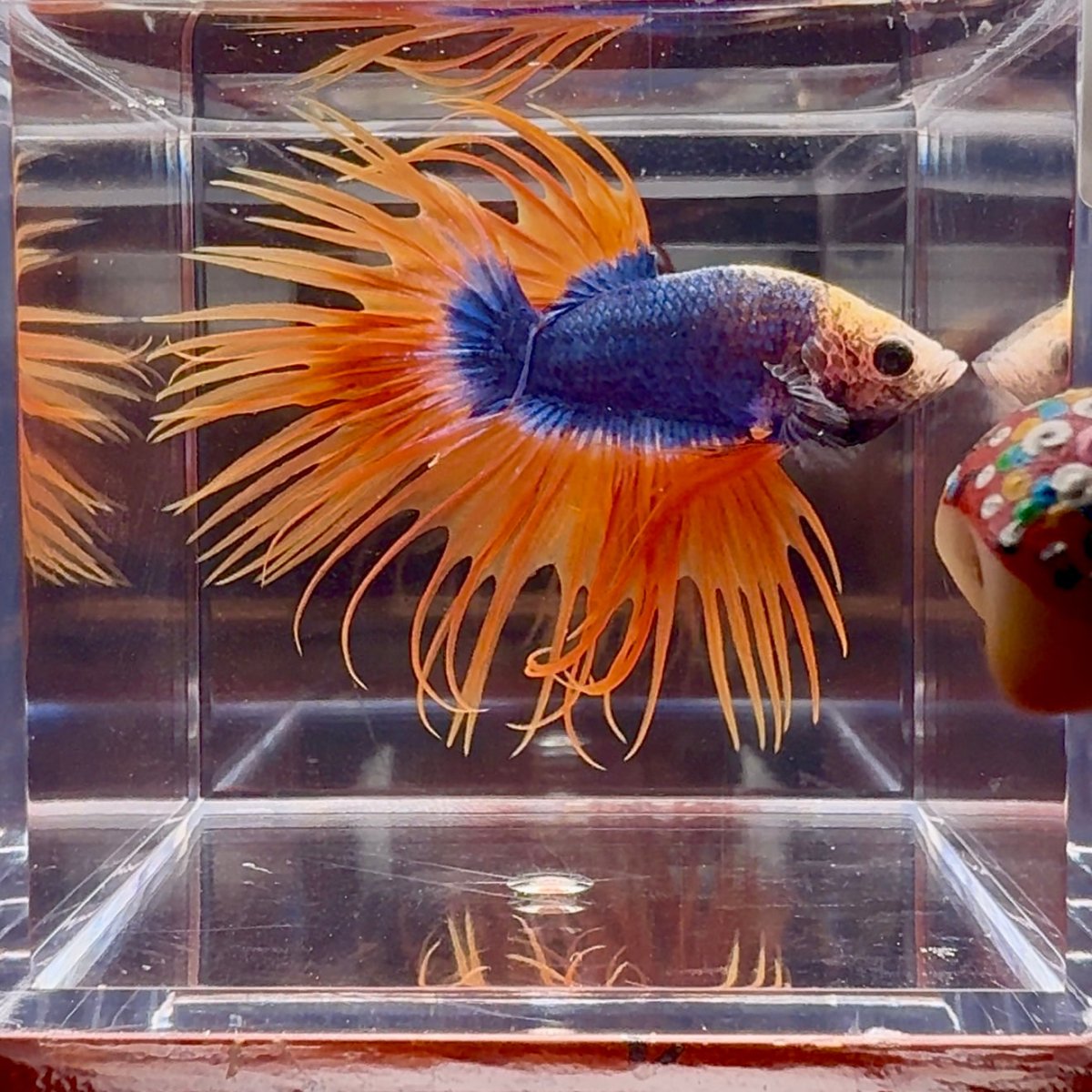 Mascot Orange Crowntail Halfmoon A144 - Male Betta