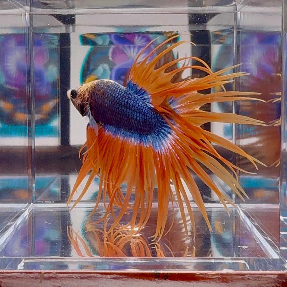Mascot Orange Crowntail Halfmoon A144 - Male Betta