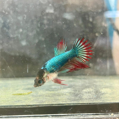 Mascot Red Crowntail - Female Betta 138