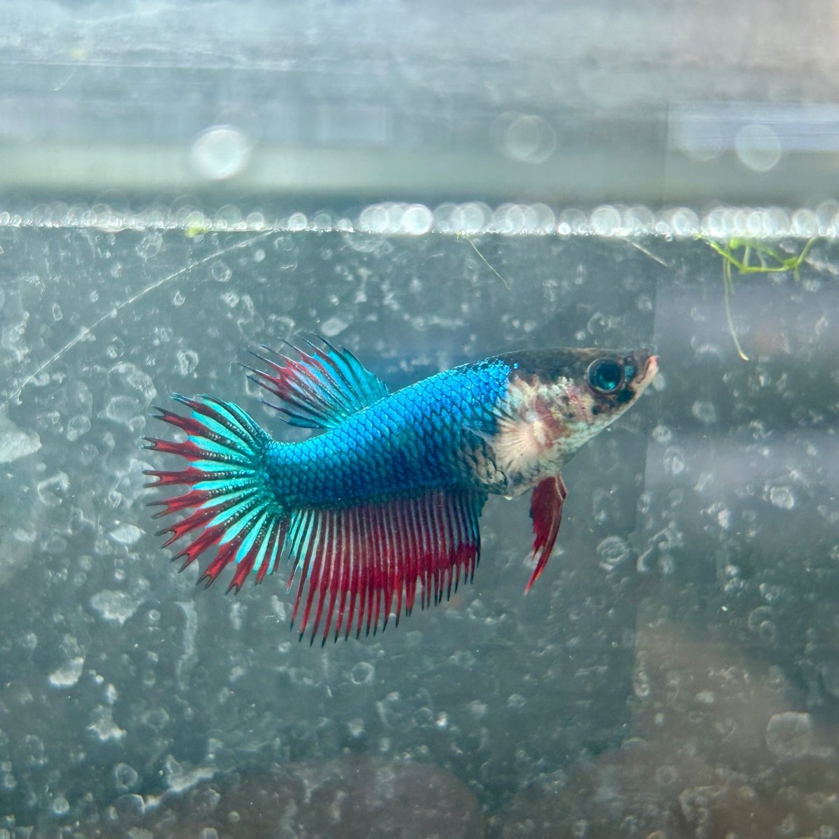 Mascot Red Crowntail - Female Betta 138