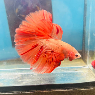 Orange Dot A30 Halfmoon - Male Betta