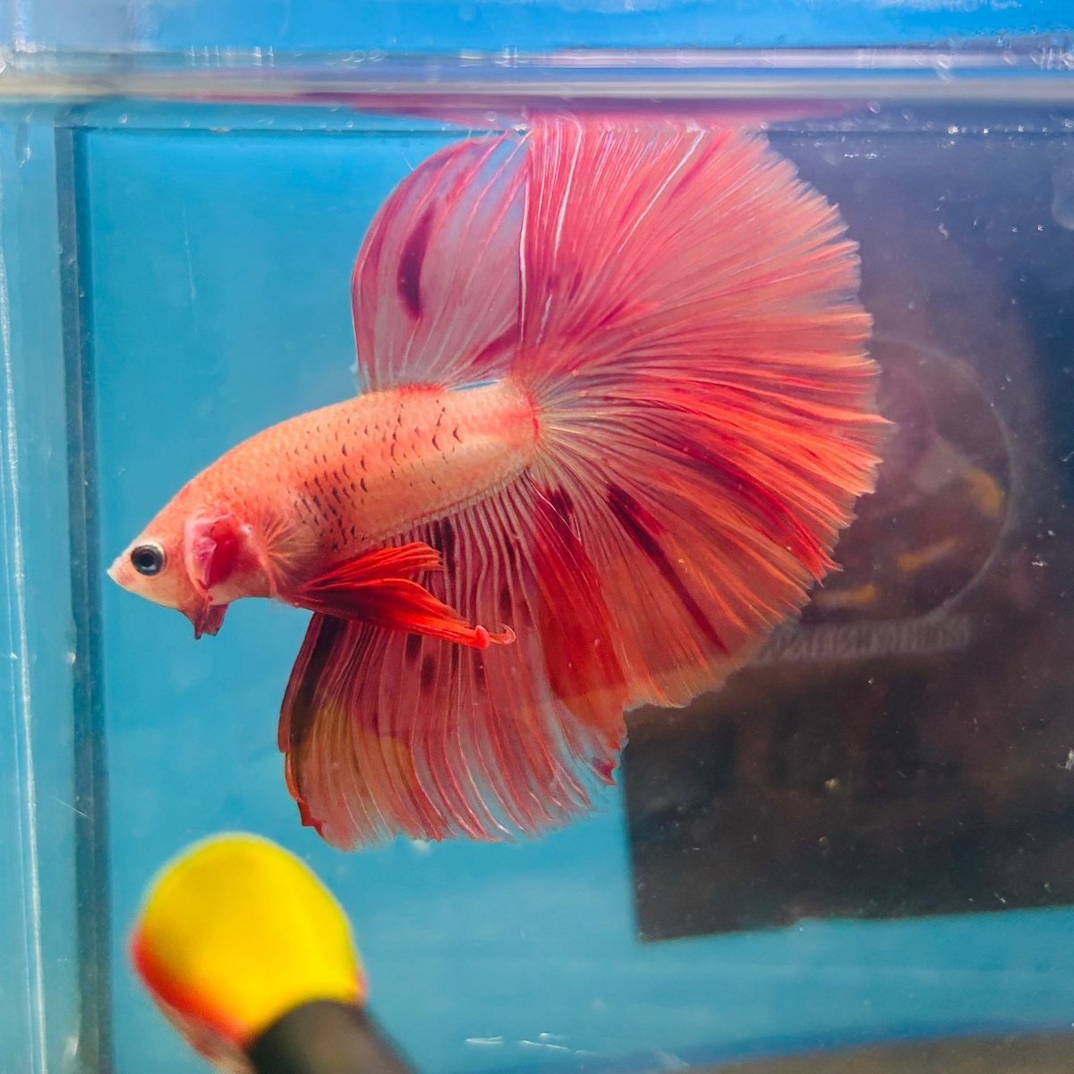 Orange Dot A30 Halfmoon - Male Betta