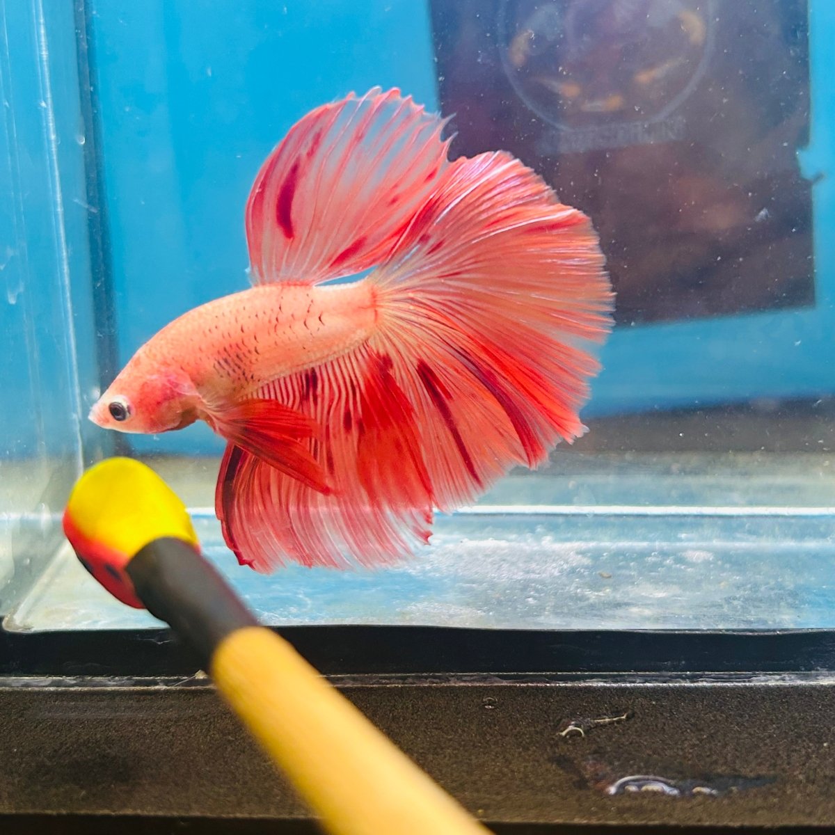 Orange Dot A30 Halfmoon - Male Betta