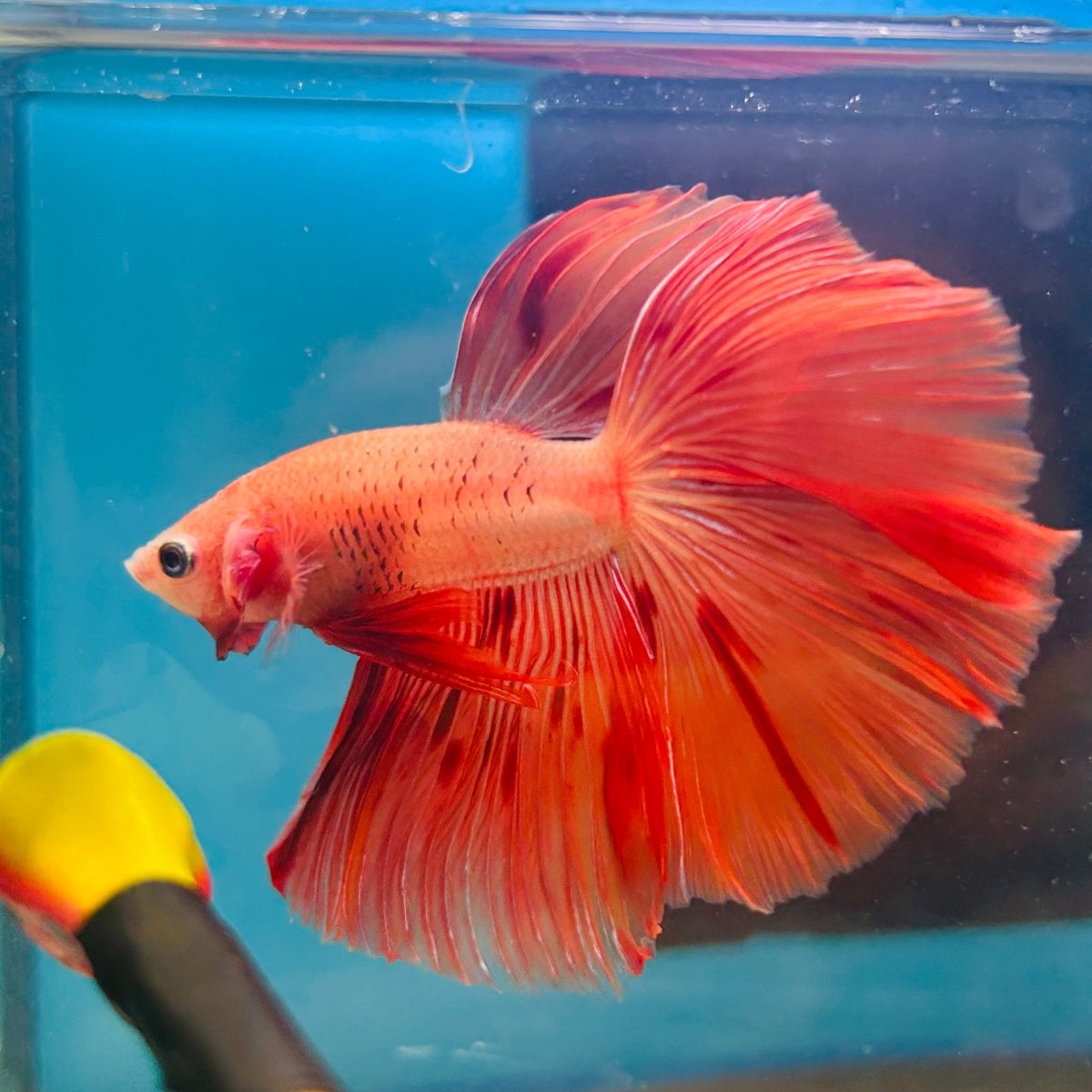 Orange Dot A30 Halfmoon - Male Betta