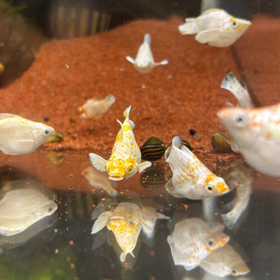 Orange Sakura Balloon Molly