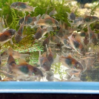 Orange Venezuelan Cory