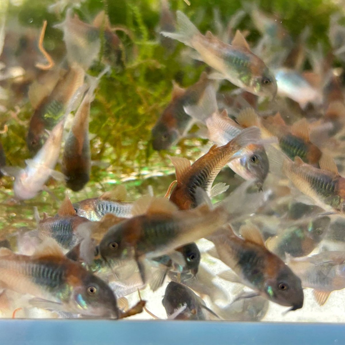 Orange Venezuelan Cory