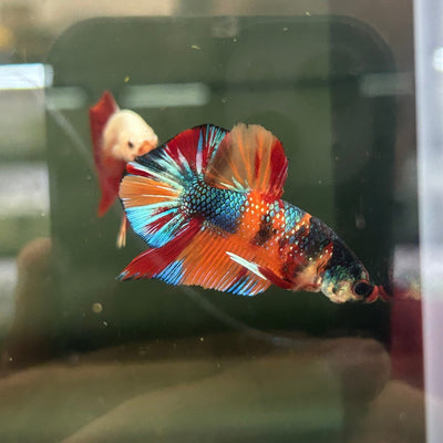 Plakar Metallic Multicolor Male Betta A96