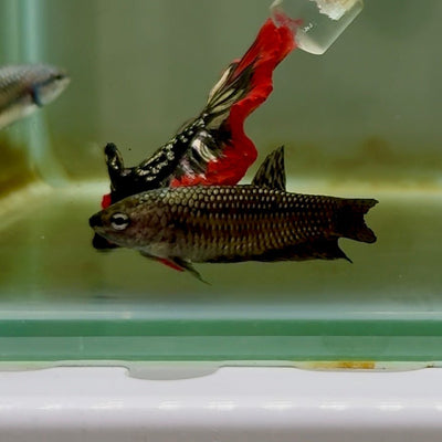 Plakat Alien Female Betta M136