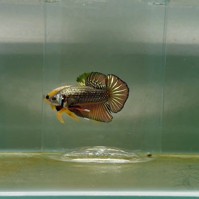Plakat Alien Samurai Male Betta F11