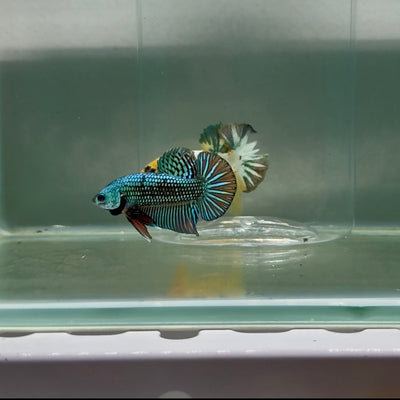 Plakat Alien Samurai Male Betta F12