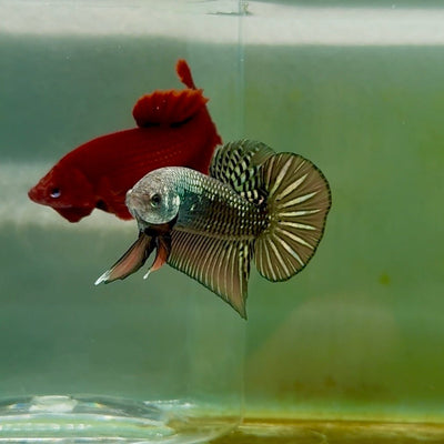 Plakat Alien Samurai Male Betta M03