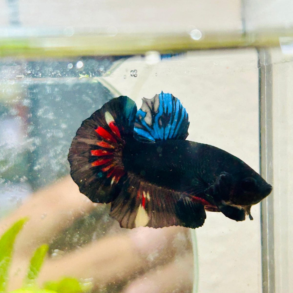 Plakat Avarta Black Light Male Betta 018