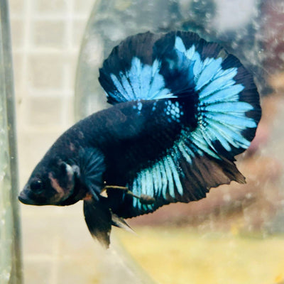 Plakat Avarta Black Light Male Betta 033