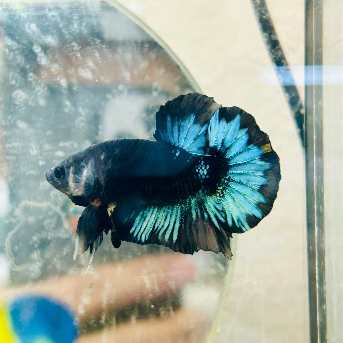 Plakat Avarta Black Light Male Betta 033