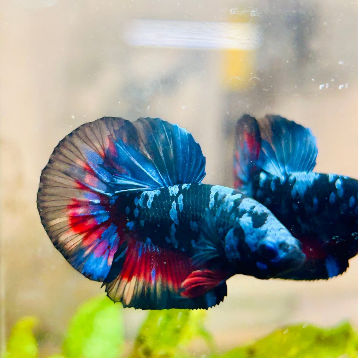 Plakat Avarta Black Light Male Betta 067 Male betta