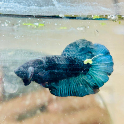 Plakat Avarta Black Light Male Betta 164
