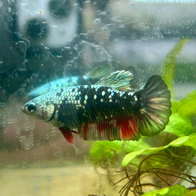 Plakat Avarta Copper Female Betta 129