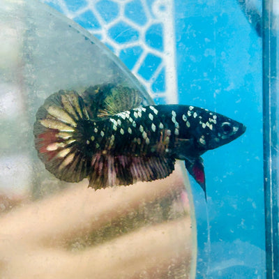 Plakat Avarta Copper Female Betta 157