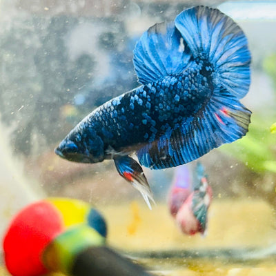 Plakat Avarta Galaxy Male Betta 005