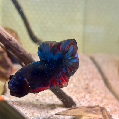 Plakat Avarta Galaxy Male Betta A114