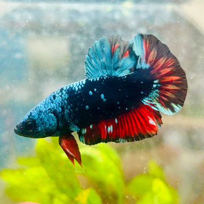Plakat Avarta Male Betta 085