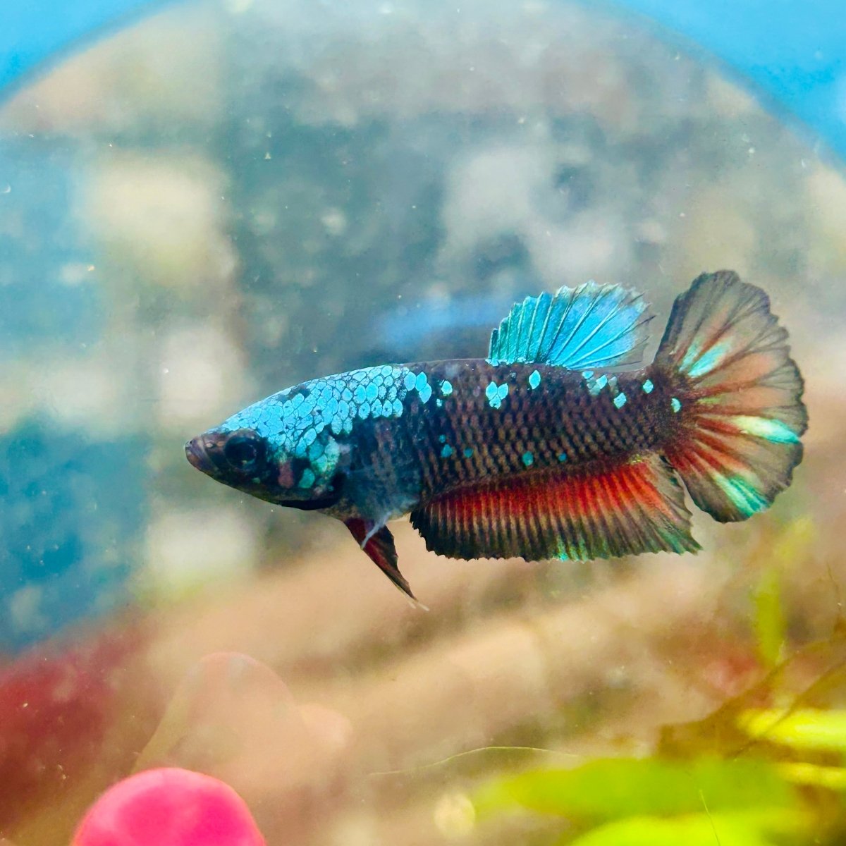 Plakat Avarta Nebula Female Betta J04