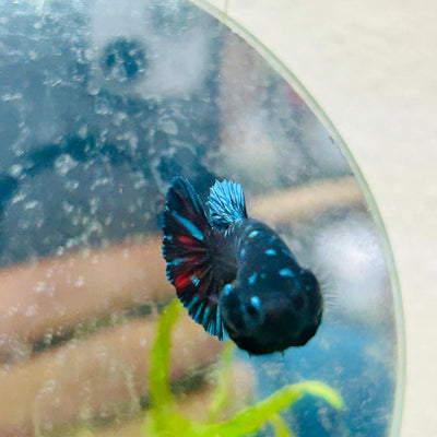 Plakat Avarta Nebula Female Betta J04