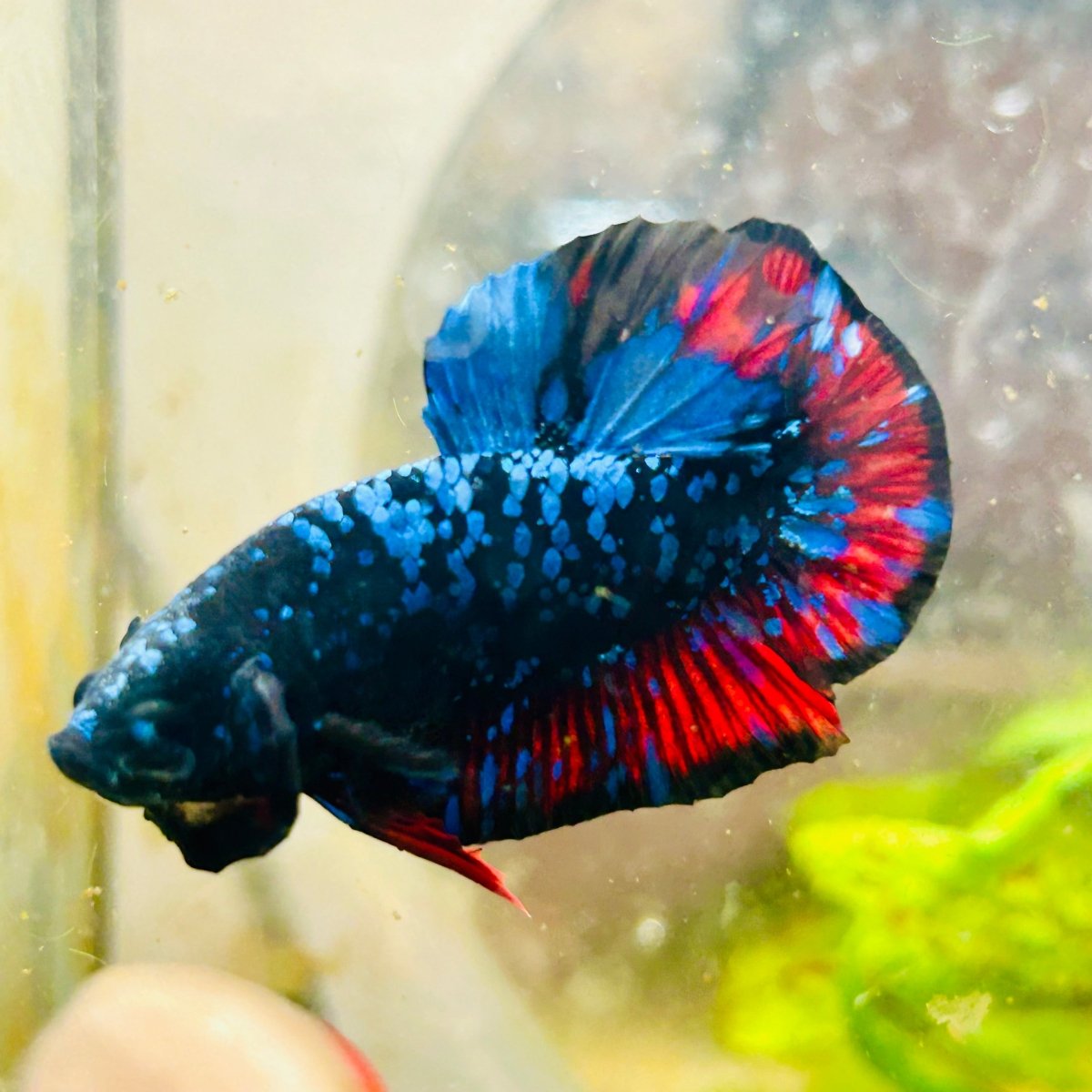 Plakat Avarta Nebula Male Betta 004 Live Betta Fish Male betta