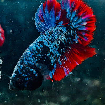 Plakat Avarta Nebula Male Betta 016 Male betta