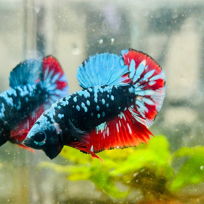 Plakat Avarta Nebula Male Betta 038 Male betta