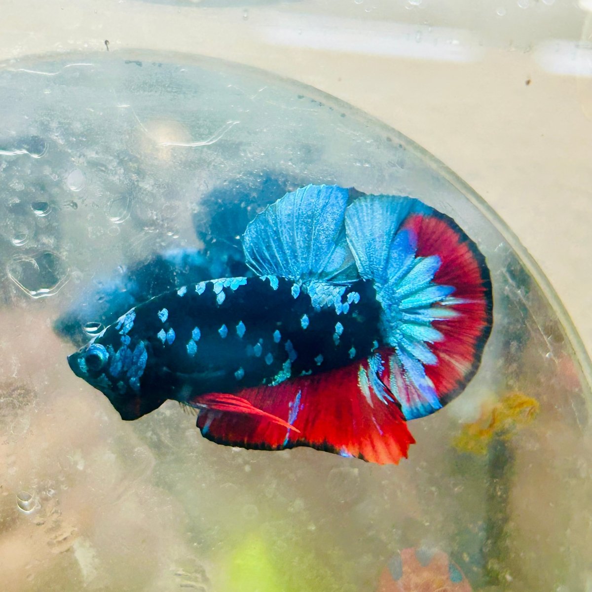 Plakat Avarta Nebula Male Betta 041 Live Betta Fish Male betta
