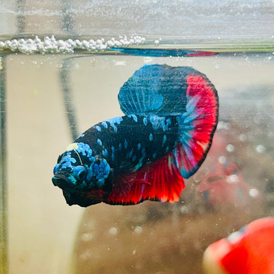Plakat Avarta Nebula Male Betta 041 Live Betta Fish Male betta